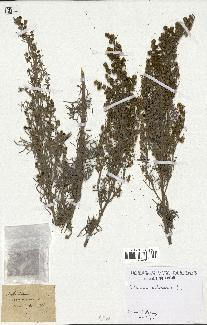 spécimen de Artemisia arborescens