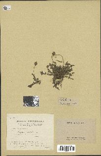 spécimen de Crepis foetida