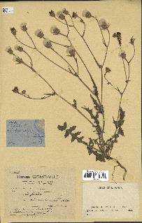 spécimen de Crepis foetida