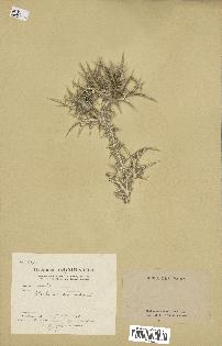 spécimen de Scolymus maculatus