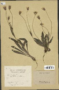 spécimen de Catananche lutea