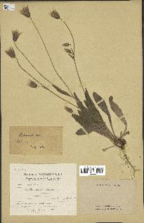 spécimen de Catananche lutea
