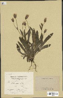 spécimen de Catananche lutea