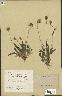 spécimen de Catananche lutea