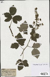 spécimen de Rubus tomentosus