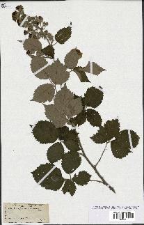 spécimen de Rubus fruticosus