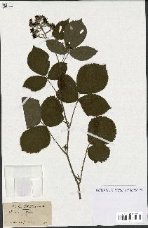 spécimen de Rubus corylifolius