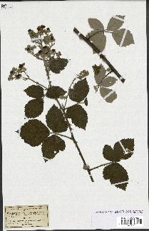 spécimen de Rubus collinus