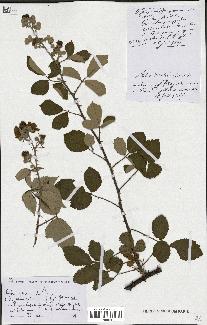 spécimen de Rubus procerus