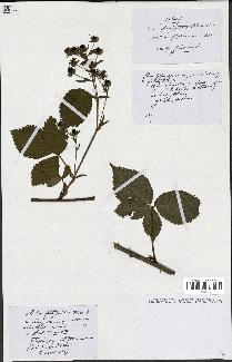 spécimen de Rubus fastigiatus