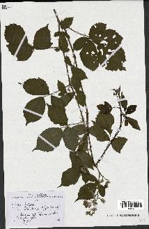 spécimen de Rubus fastigiatus