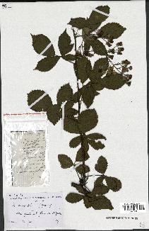 spécimen de Rubus carpinifolius