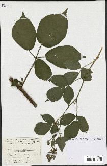 spécimen de Rubus hebecarpus