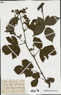 spécimen de Rubus affinis