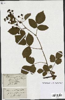 spécimen de Rubus divaricatus