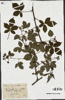 spécimen de Rubus divaricatus