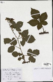 spécimen de Rubus nitidus