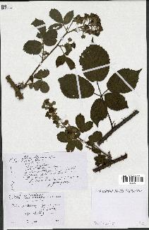 spécimen de Rubus piletostachys