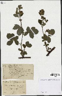 spécimen de Rubus piletostachys