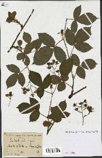 spécimen de Rubus humilis