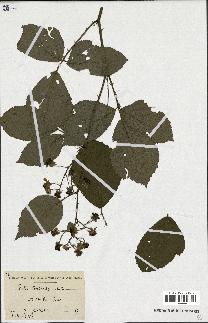 spécimen de Rubus tereticaulis