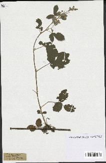 spécimen de Rubus tomentosus