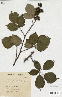 spécimen de Rubus gilloti