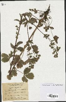 spécimen de Potentilla norvegica