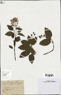 spécimen de Amelanchier canadensis