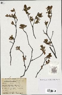 spécimen de Amelanchier bartramiana