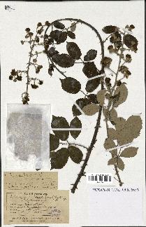 spécimen de Rubus ulmifolius