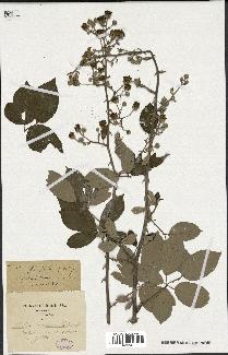 spécimen de Rubus ulmifolius