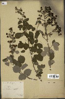 spécimen de Rubus sp.