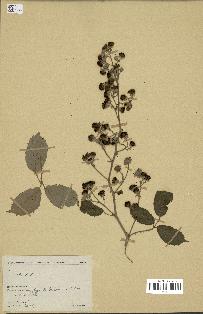 spécimen de Rubus sp.