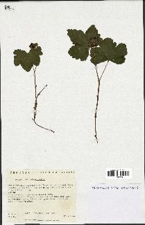 spécimen de Rubus chamaemorus