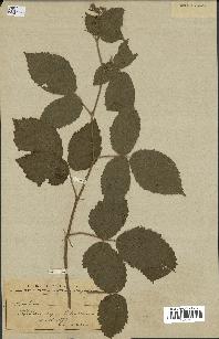 spécimen de Rubus sp.