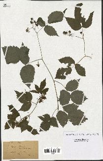 spécimen de Rubus idaeus