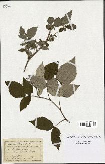 spécimen de Rubus idaeus