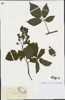 spécimen de Rubus hirtus