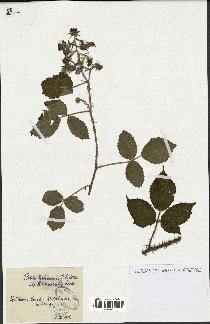 spécimen de Rubus hebecarpus