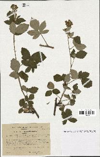 spécimen de Rubus ulmifolius x tomentosus