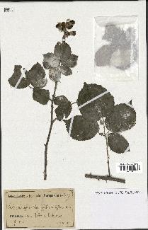 spécimen de Rubus ulmifolius