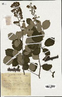 spécimen de Rubus ulmifolius