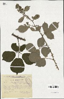 spécimen de Rubus ulmifolius