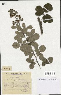 spécimen de Rubus ulmifolius