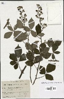 spécimen de Rubus ulmifolius