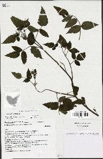 spécimen de Rubus rosifolius