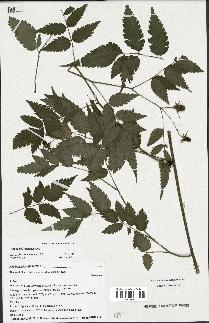 spécimen de Rubus rosifolius