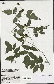 spécimen de Rubus rosifolius