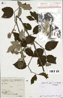 spécimen de Rubus sp.